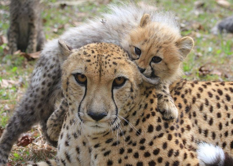Illustration for article titled Cheetah Doubles as Mom/Jungle Gym